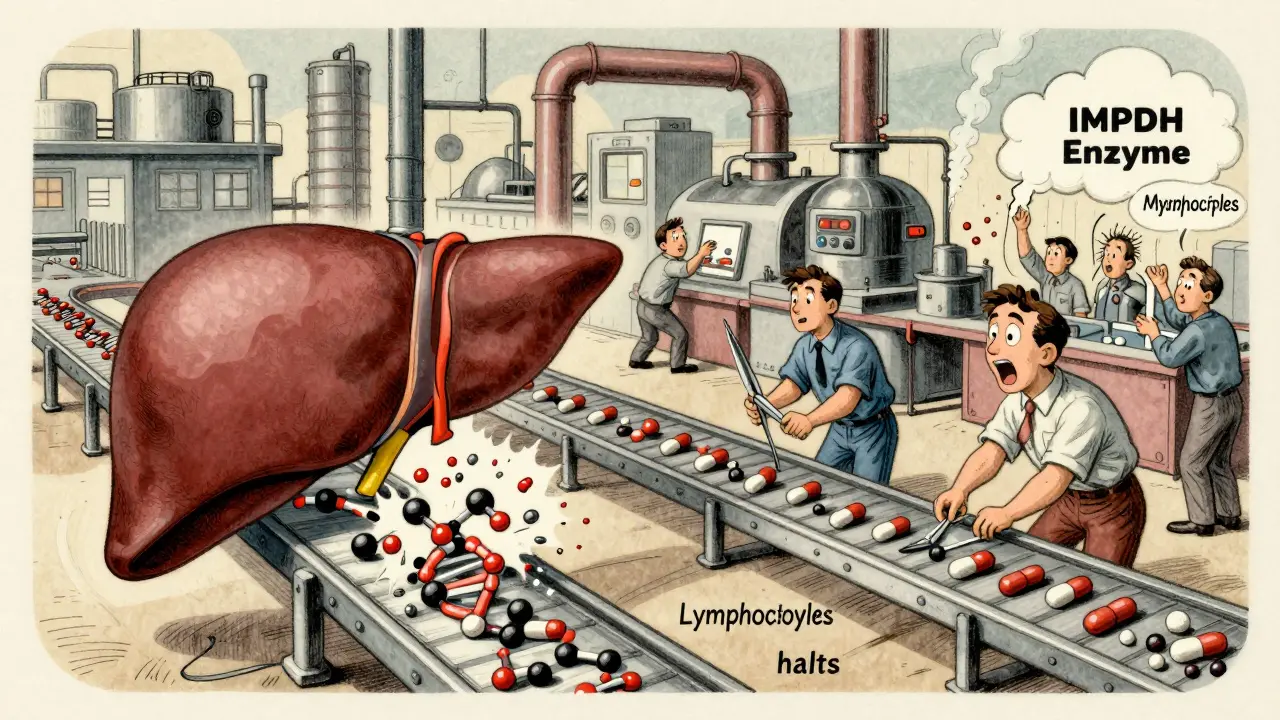 Foie-usine cartoon où l'azathioprine détruit l'ADN des cellules immunitaires, tandis que le mycophénolate coupe les briques de l'ADN.